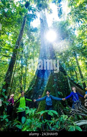 L'Équateur, Tena, immersion l'expérience de la vie avec les Waoranis du Rio Nushino, coton géant-tree, kapok, ceibo ou Ceiba pentandra, cercle fraternel autour de son tronc Banque D'Images