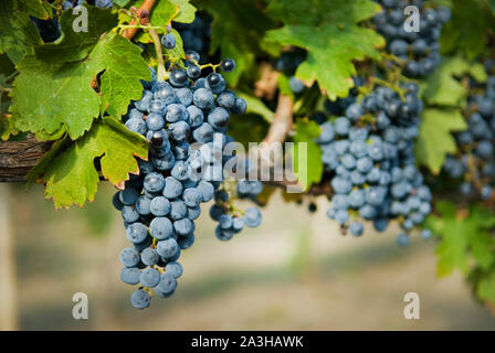 Grappes de raisins sur la vigne à l'automne Banque D'Images