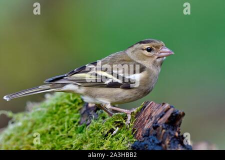 France, Doubs, oiseaux, Pinson (Fringilla coelebs) sur une souche en hiver, femme Banque D'Images