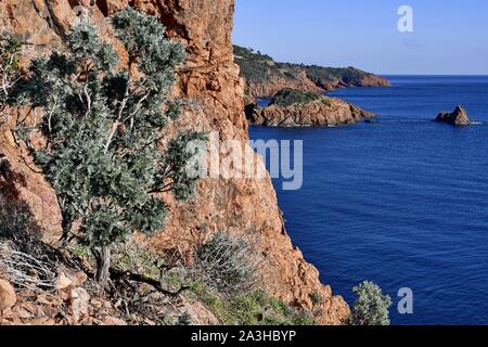 La France, Var, corniche et côte de l'Esterel, la végétation accrochée au rocher Banque D'Images