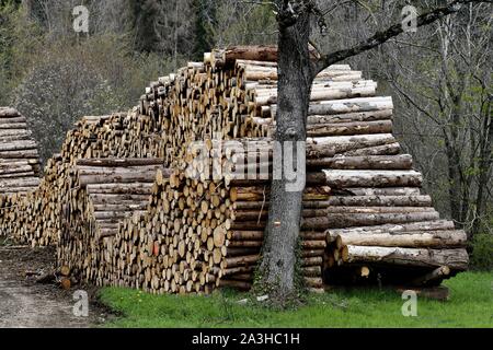 France, Doubs, la coupe de bois de sapin, d'entreposer des st en forêt lizi ?re Banque D'Images