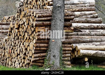 France, Doubs, la coupe de bois de sapin, d'entreposer des st en forêt lizi ?re Banque D'Images