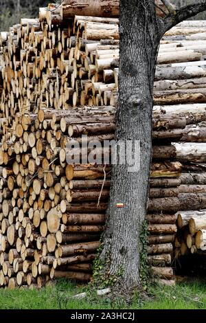 France, Doubs, la coupe de bois de sapin, d'entreposer des st en forêt lizi ?re Banque D'Images