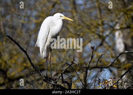 La France, Haut Rhin, Petite Camargue alsacienne, Grande Aigrette (Ardea alba) perché sur la branche d'un arbre Banque D'Images