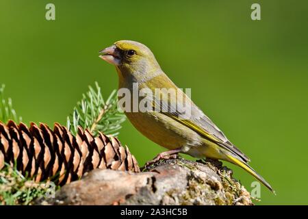 France, Doubs, oiseau, Verdier (Carduelis chloris) sur un cône de pin Banque D'Images