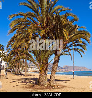 Palmiers sur la plage à Altea, Costa Blanca, Espagne Banque D'Images