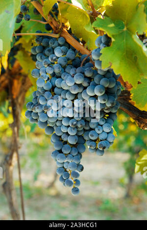 Grappes de raisins sur la vigne à l'automne Banque D'Images