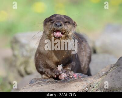 Courte asiatique-griffé otter (Aonyx cinerea) manger un poisson, Dartmoor Otter Sanctuary, Devon, UK, mars. Banque D'Images