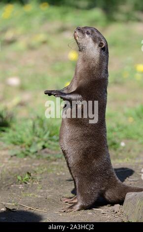 Courte asiatique-griffé otter (Aonyx cinerea) debout comme il attend d'être nourris avec des poissons au moment de l'alimentation, Dartmoor Otter Sanctuary, Devon, UK, mars. Banque D'Images