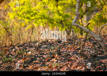 Mongoose bagués (Mungos mungo) dans le parc national de Kafue. La Zambie Banque D'Images
