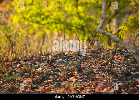 Mongoose bagués (Mungos mungo) dans le parc national de Kafue. La Zambie Banque D'Images