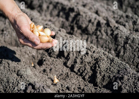 Les mains d'une femme agriculteur détient une poignée de petits bulbes pour la plantation sur un fond de vase d'appoint. L'arrière-plan. Banque D'Images