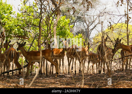 Troupeau d'impalas (Aepyceros melampus) dans le parc national de Kafue. La Zambie Banque D'Images