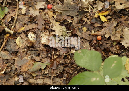 Cette grenouille n'est guère à voir entre les vieilles feuilles grâce à sa couleur de protection Banque D'Images