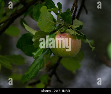 Pomme par jour. Banque D'Images