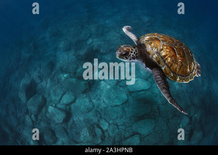 Close-up de tortues de mer nager sous l'eau Banque D'Images