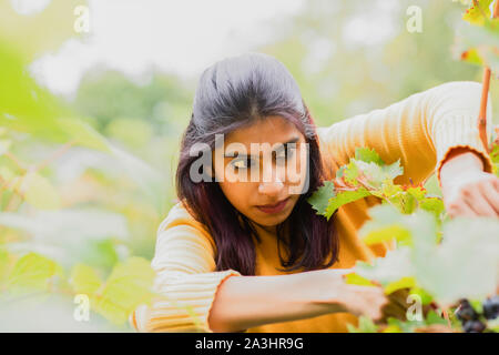 Young Woman picking grapes Banque D'Images