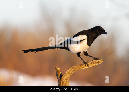 Pie est assis sur une branche sur un matin d'hiver ensoleillé Banque D'Images