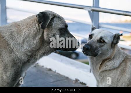 Mignon deux chiens urbains, de connaître et de chaque message d'autres par d'essence au milieu de la rue à Izmir, Turquie. Banque D'Images