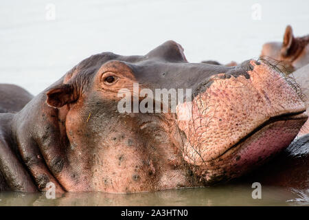 Gros plan du visage d'un hippopotame Banque D'Images