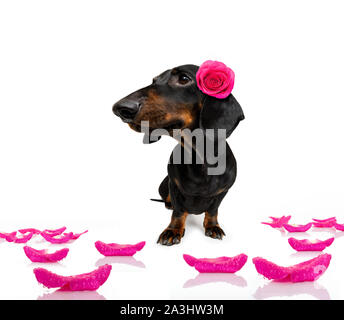 Chien teckel saucisse , avec une saint Valentin rose sur la tête et sur le plancher, isolé sur fond blanc Banque D'Images