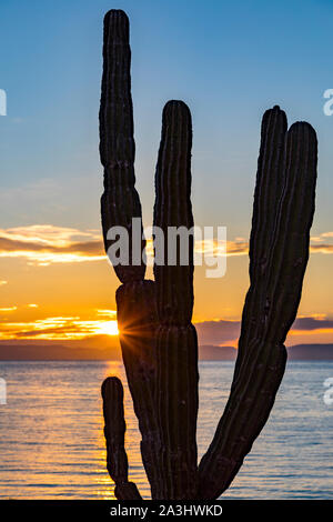 Cactus Cardon géant sur Isla Espiritu Santo dans le golfe de Californie au large de la péninsule de Basse-Californie, Mexique Banque D'Images