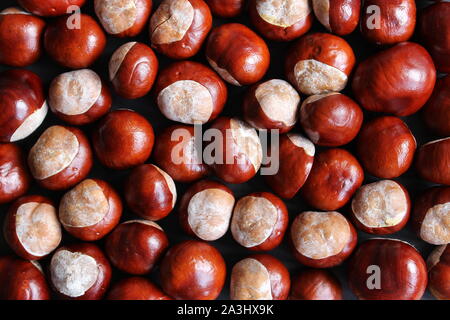 Bien à plat de châtaignes au papier peint ou l'arrière-plan Banque D'Images