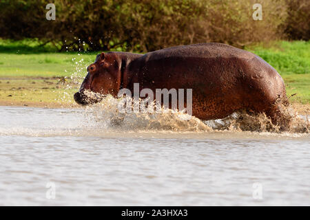 Les hippopotames sur le chargement de se déplacer à travers les bas-fonds Banque D'Images