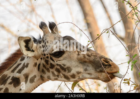 Head shot d'une girafe Banque D'Images