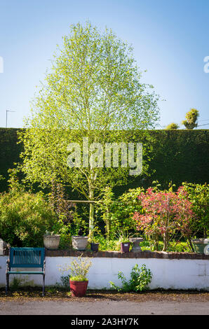 Le dirigeant d'une Silver Birch Tree dans un petit jardin à la fin du printemps, montrant les nouveaux jeunes feuilles mélange avec la plantation mixte dans une étroite frontière en UK Banque D'Images