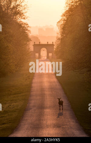 Cerfs dans le Parc de Studley Royal, Ripon, Yorkshire du Nord. Banque D'Images