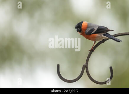 Colvert sur mangeoire pour oiseaux dans le jardin. Banque D'Images