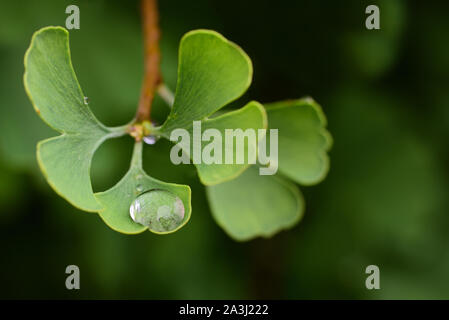 Libre de feuille de ginkgo avec une goutte d'eau en face de fond vert Banque D'Images