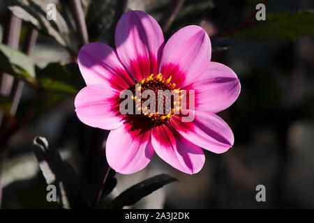 Dahlia heureux clin unique fleur simple au Royaume-Uni en septembre Banque D'Images