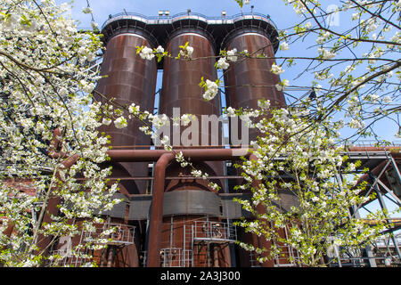 Parc Paysage, Duisburg Nord, l'ex-ironworks, Meidrich à Duisburg, printemps, la floraison des cerisiers d'oiseaux sur le Cowperplatz cowper, réchauffeur, Cowper Banque D'Images