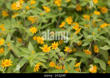 Melampodium paludosum 'Showstar'. Banque D'Images