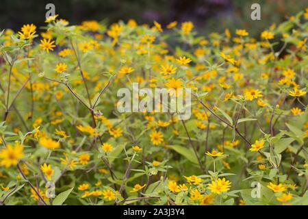 Melampodium paludosum 'Showstar'. Banque D'Images