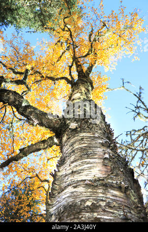 Vieux Chêne arbre à feuillage d'automne jaune Banque D'Images