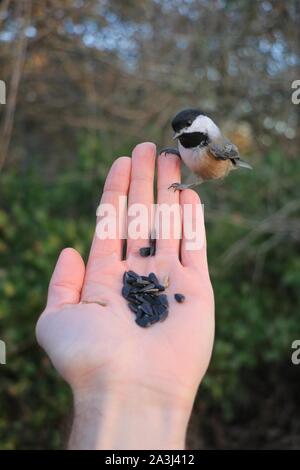 Chickadee, situé sur la main de l'homme contre le feuillage Banque D'Images