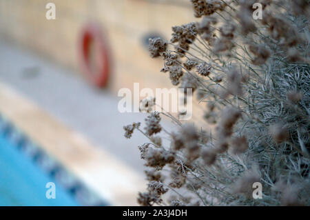 Fleurs séchées à côté piscine et villa à louer à bouée Banque D'Images