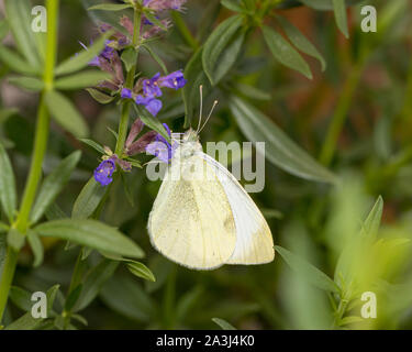 Beau papillon blanc du chou européen qui se nourrissent de nectar de fleurs pourpre dans jardin sur une journée d'automne ensoleillée Banque D'Images