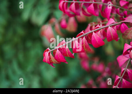 Close up de feuilles rouges d'un arbuste Euonymus Burning Bush à l'automne. Banque D'Images