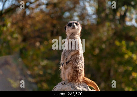 Funny meerkat debout sur une pierre et en regardant autour. Banque D'Images