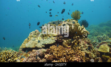 Poissons tropicaux et de coraux à la plongée. Monde sous-marin avec les coraux et poissons tropicaux. Camiguin, Philippines. Banque D'Images