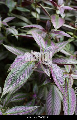 Strobilanthes dyeriana, le perse ou bouclier violet royal plante. Banque D'Images