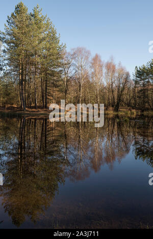 Une forêt isolée de l étang à Mogshade Hill à la fin de l'hiver soleil, le New Forest, Hampshire, Royaume-Uni Banque D'Images