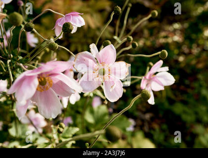 Belle japonaise fleurs Anémone Anémone hupehensis () accroché dans le soleil d'automne. Banque D'Images