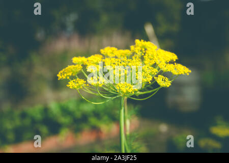 Avec l'arrière-plan-cadre d'aneth close-up. Plante de jardin. Aneth odorant sur le jardin Banque D'Images