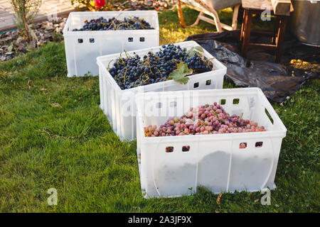 Différents cépages pour la vinification ou la vente dans des boîtes pendant la récolte. Les raisins de table rose et noir. Le Cardinal - Cépage Cabernet Franc, Banque D'Images