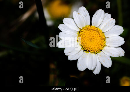 Une belle Marguerite en point Banque D'Images